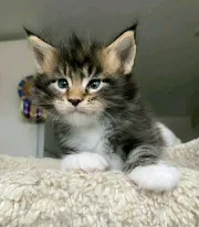 Maine Coon Kittens