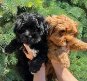 Cachorros Poddle