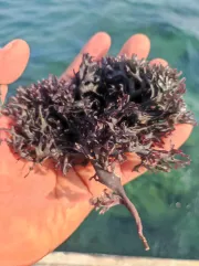 sea moss chondrus crispus peruvian