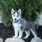 dos cachorros de husky siberiano