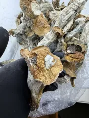 Golden Teacher shrooms
