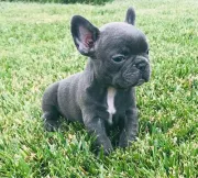 Bulldog francés
