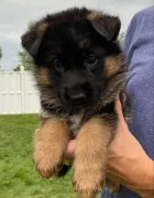 REGALO CACHORROS PASTOR ALEMAN(WHATSAPP+34603263093)