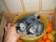 Bebé de loros y todas las especies de huevos