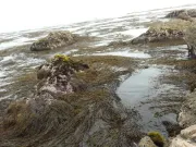 SEAWEED PERUVIAN EXPORT