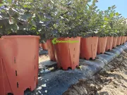 Naturehydro Macetas Plásticas para Bayas al Por Mayor