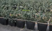 Naturehydro Macetas Plásticas para Bayas al Por Mayor