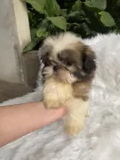 Lindo Shih Tzu Inperial