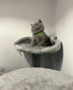 Gatita British Shorthair