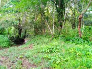 Orotina – Terreno Verde con Amplio Frente de 207 m y Atractivo Natural – 9.219 m²