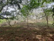 Orotina – Terreno Productivo de 10.000 m² con Frente Amplio y Potencial Sólido