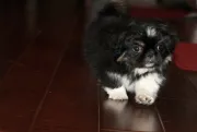 Cachorra de pekinés