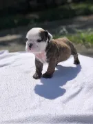 🐶 Bulldog Inglés con Pedigrí A