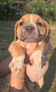 Beabull (Beagle x Bulldog Inglés)