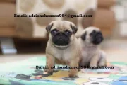 Cachorros Pug Carlino Machos y Hembras
