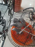 Loros Grises Africanos criados a mano disponibles....