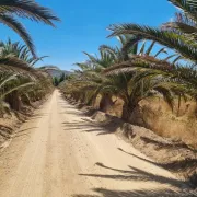 Parcela 5.000 m² en Marchigüe | Acceso cerrado y seguridad