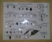 INSECTOS PARA ESTUDIANTES