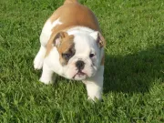 Preciosos Cachorros bulldog ingles.