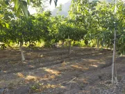 VENDO 8833 M2 CON 100 NOGALES REBAJADO PUTAENDO