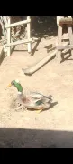 Pato Rouen con moño