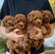 CACHORROS CANICHES TOY