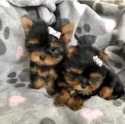 Cachorros Yorkie (Hembra y Macho)