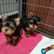Perro Yorkie mini toy macho y hembra en venta