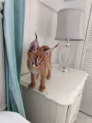 Gatitos de Ocelote, Serval y Caracal