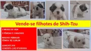 Filhotes de Shih Tzu - Venda