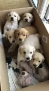 REGALO CACHORROS GOLDEN RETRIEVER EN ADOPCION