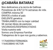 RECRIA DE GALLINAS PONEDORAS