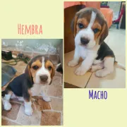 Hermosos cachorros Beagle