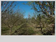 OPORTUNIDAD 1000 ALMENDRO EN 12000 M2 CON R/TECNIFICADO VENTA CON CRÉDITO SAN FELIPE